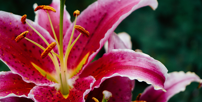 fiore da vivaio rosa